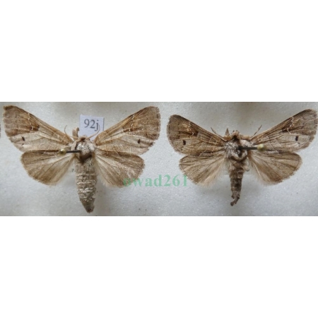 Clostera anachoreta (Denis & Schiffermüller, 1775) pair Wzjeżdżka rokitnica Czech92j